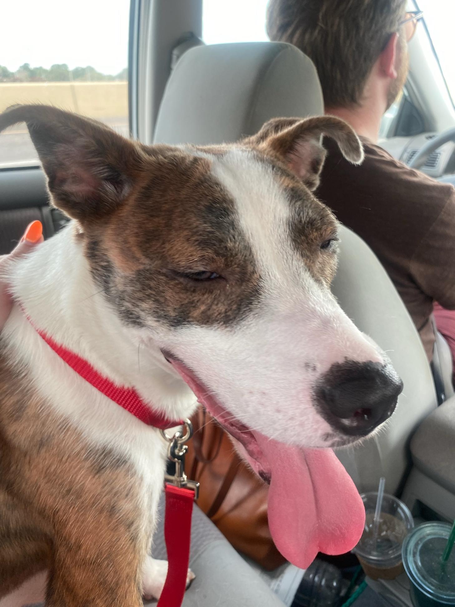 The day we got Cassie